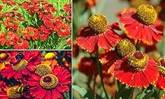 Helenium autumnale red for sale  Delivered anywhere in UK