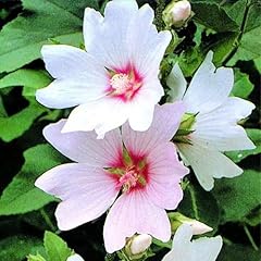 Gardenersdream lavatera barnsl for sale  Delivered anywhere in UK