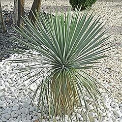 Yougarden yucca rostrata for sale  Delivered anywhere in UK