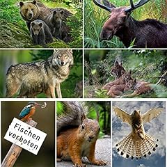 Edition colibri tiere gebraucht kaufen  Wird an jeden Ort in Deutschland