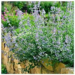Nepeta six hills for sale  Delivered anywhere in UK