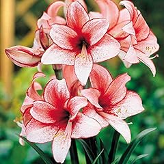 Charisma amaryllis bulb for sale  Delivered anywhere in USA 