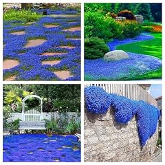 Creeping thyme seeds for sale  Delivered anywhere in USA 