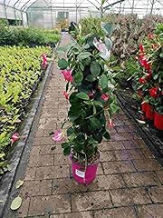 Mandevilla rosa dipladenia gebraucht kaufen  Wird an jeden Ort in Deutschland