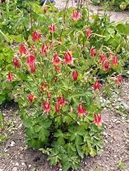 Columbine seed packet for sale  Delivered anywhere in USA 
