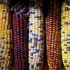 PREMIER SEEDS DIRECT - Heirloom Flint Corn - Fiesta, used for sale  Delivered anywhere in UK