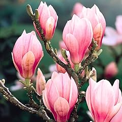 Saucer magnolia trees for sale  Delivered anywhere in USA 