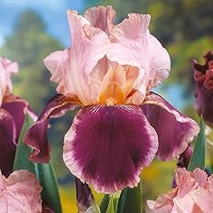 Votaniki bearded iris for sale  Delivered anywhere in USA 