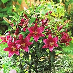 Lily purple prince for sale  Delivered anywhere in UK