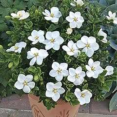 Gardenia jasminoides kleim for sale  Delivered anywhere in UK