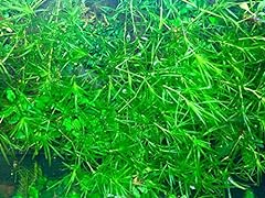 Najas guppy grass for sale  Delivered anywhere in USA 
