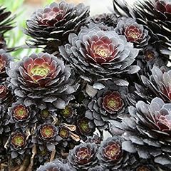 Aeonium arboreum tip for sale  Delivered anywhere in UK