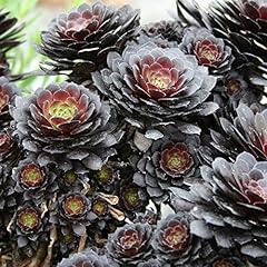 Aeonium arboreum tip for sale  Delivered anywhere in UK