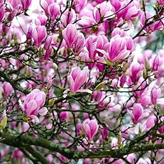 Saucer magnolia tree for sale  Delivered anywhere in USA 