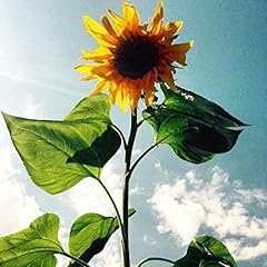 Lot graines tournesol d'occasion  Livré partout en France
