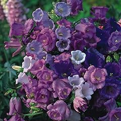 Canterbury bells calycanthema for sale  Delivered anywhere in UK