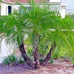 Dwarf pygmy date for sale  Delivered anywhere in USA 