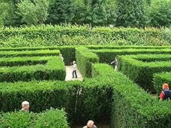 Maze plant seeds for sale  Delivered anywhere in USA 