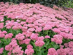 Sedum spectabile autumn for sale  Delivered anywhere in UK