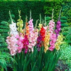 Bulbi gladioli miscuglio usato  Spedito ovunque in Italia 