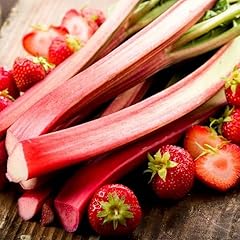 Cherry rhubarb root for sale  Delivered anywhere in USA 
