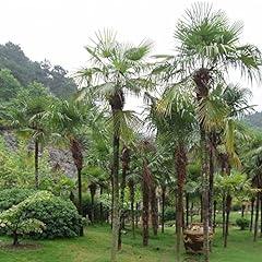 Palma Comune Trachycarpus Fortunei 5 SEMI, usato usato  Spedito ovunque in Italia 