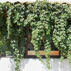 Virginia creeper. 9cm for sale  Delivered anywhere in Ireland