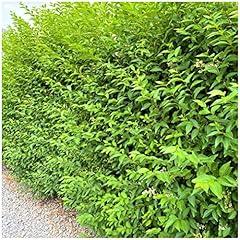 Green privet hedging for sale  Delivered anywhere in UK