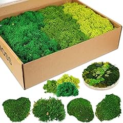 Woanger preserved moss for sale  Delivered anywhere in USA 