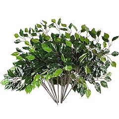 Gtidea pcs ficus for sale  Delivered anywhere in USA 