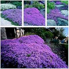 000 creeping thyme for sale  Delivered anywhere in USA 