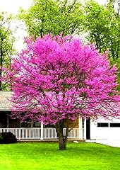 Pack eastern redbud for sale  Delivered anywhere in USA 