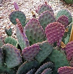 Rare prickly pear for sale  Delivered anywhere in USA 