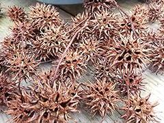 Sweet gum tree for sale  Delivered anywhere in USA 
