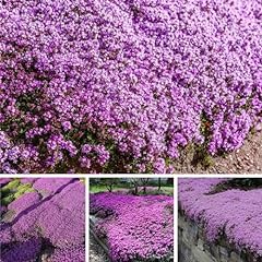 15000 wild creeping for sale  Delivered anywhere in USA 