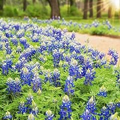 1000 texas bluebonnet for sale  Delivered anywhere in USA 
