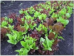 Potseed salat gourmet gebraucht kaufen  Wird an jeden Ort in Deutschland