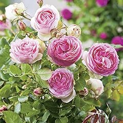 Strauchrose eden rose gebraucht kaufen  Wird an jeden Ort in Deutschland