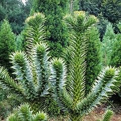 100 pcs araucaria gebraucht kaufen  Wird an jeden Ort in Deutschland