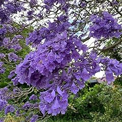 Blue jacaranda tree for sale  Delivered anywhere in USA 