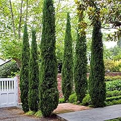 Garden italian cypress for sale  Delivered anywhere in UK
