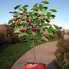Seeds dwarf cherry for sale  Delivered anywhere in USA 