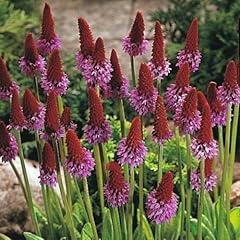 Primula vialii perennial for sale  Delivered anywhere in UK