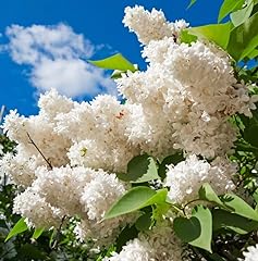 White lilac shrubs for sale  Delivered anywhere in USA 