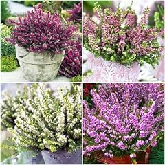 Growon shrubs winter for sale  Delivered anywhere in UK