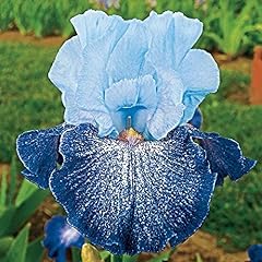 Iris germanica collezione usato  Spedito ovunque in Italia 