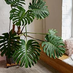 Monstera deliciosa live for sale  Delivered anywhere in USA 