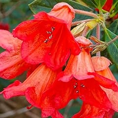 Orange rhododendron plant for sale  Delivered anywhere in USA 