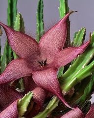 Stapelia ambigua 3.5 for sale  Delivered anywhere in USA 