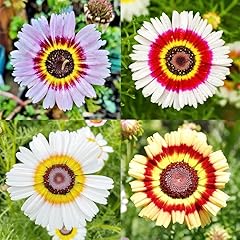 1100 painted daisy for sale  Delivered anywhere in USA 